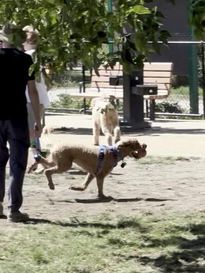 Dog Park | Piper Park - Larkspur, CA