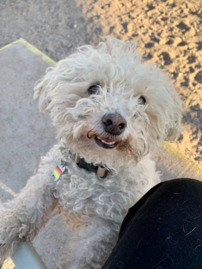 Las Cruces Dog Park - Las Cruces, NM