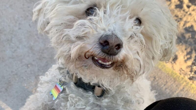 Las Cruces Dog Park - Las Cruces, NM