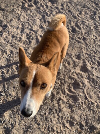 Las Cruces Dog Park - Las Cruces, NM