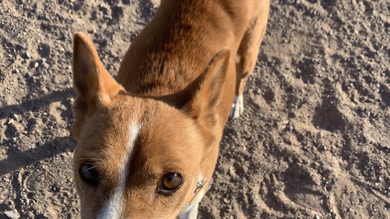 Las Cruces Dog Park - Las Cruces, NM