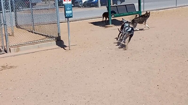 Las Cruces Dog Park - Las Cruces, NM