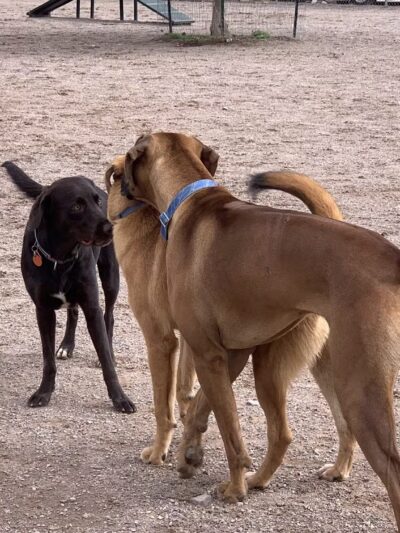 Las Cruces Dog Park - Las Cruces, NM