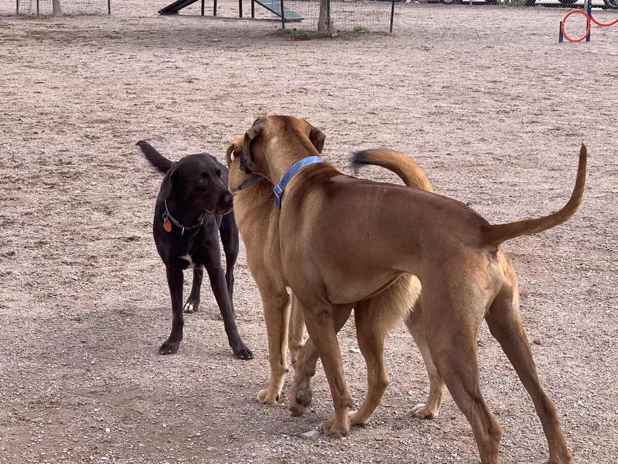 Las Cruces Dog Park - Las Cruces, NM