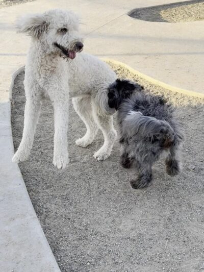 Rinconada Dog Park - Las Cruces, NM