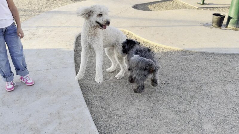 Rinconada Dog Park - Las Cruces, NM