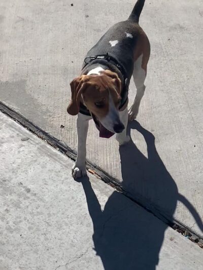 Duck Creek Park - Las Vegas, NV