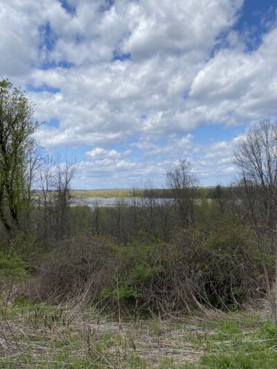 Fox Preserve - Latham, NY