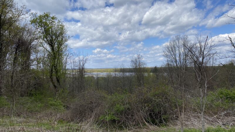 Fox Preserve - Latham, NY