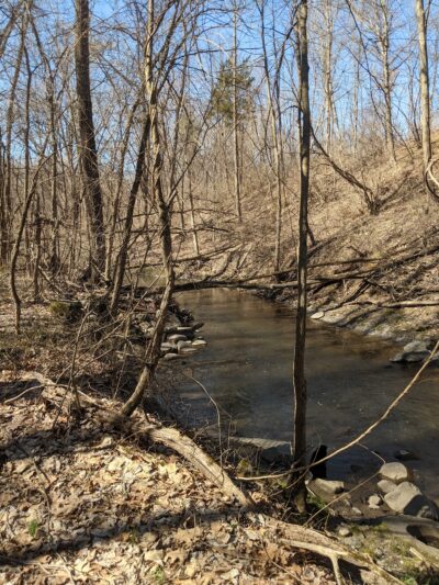 Fox Preserve - Latham, NY