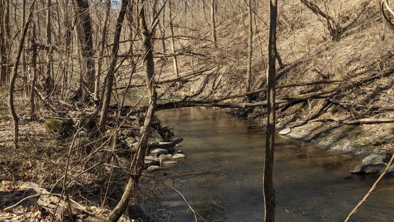Fox Preserve - Latham, NY
