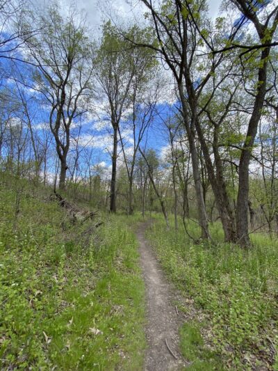 Fox Preserve - Latham, NY