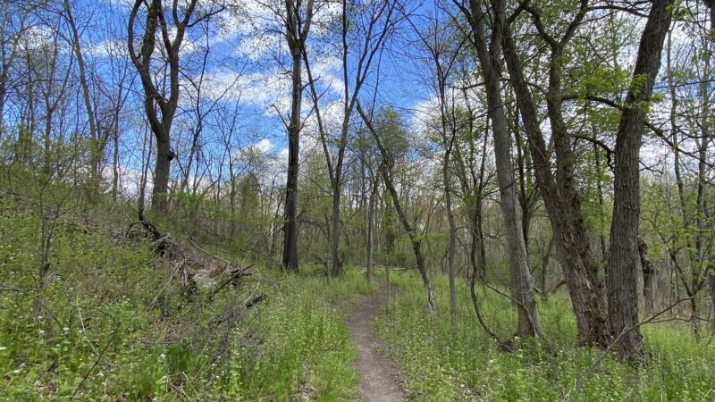 Fox Preserve - Latham, NY