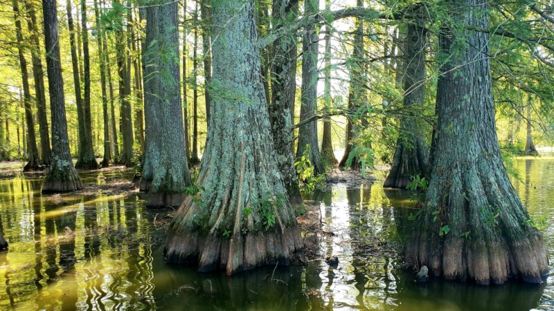 Trap Pond State Park - Laurel, DE
