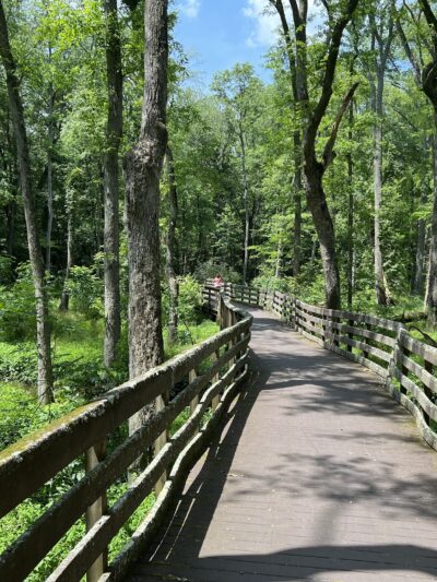 Trap Pond State Park - Laurel, DE