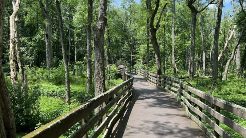 Trap Pond State Park - Laurel, DE
