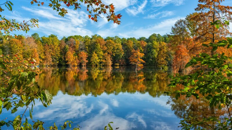 Trap Pond State Park - Laurel, DE