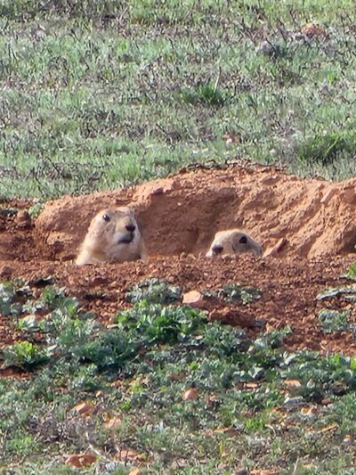 Holy City Prairie Dog Town - Lawton, OK