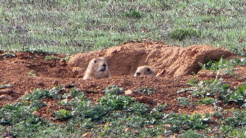 Holy City Prairie Dog Town - Lawton, OK