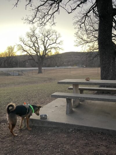 Medicine bark dog park - Lawton, OK