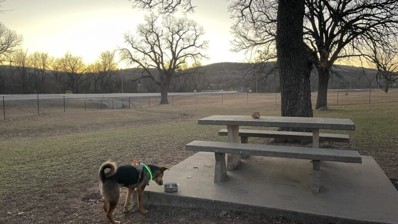 Medicine bark dog park - Lawton, OK