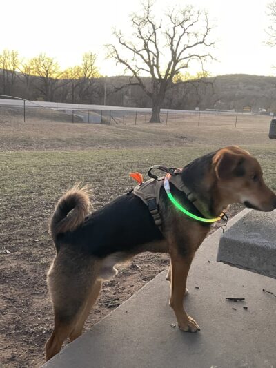 Medicine bark dog park - Lawton, OK