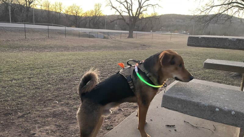 Medicine bark dog park - Lawton, OK