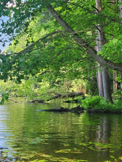 Clear Lake WMA - Lawtons, NY