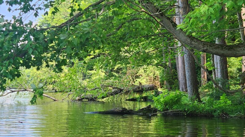 Clear Lake WMA - Lawtons, NY