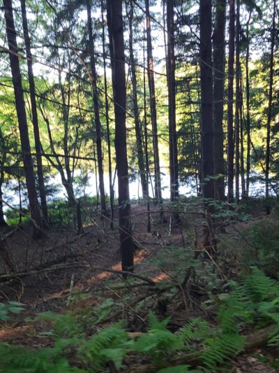 Clear Lake WMA - Lawtons, NY