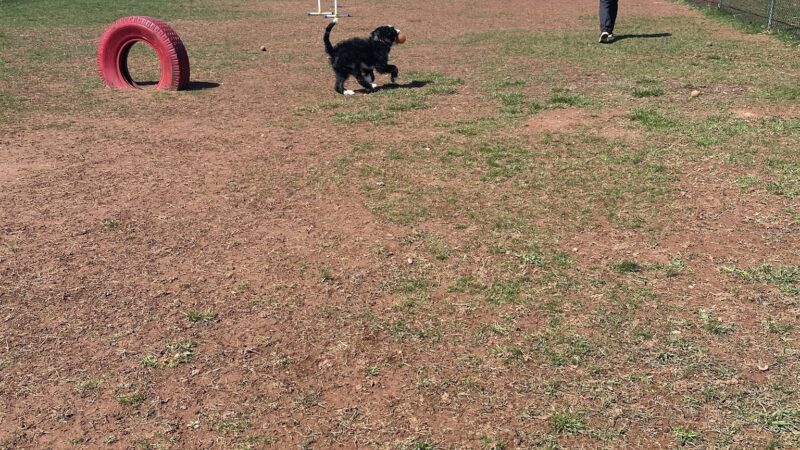 Bundt Park - Dog Park - Lebanon, NJ
