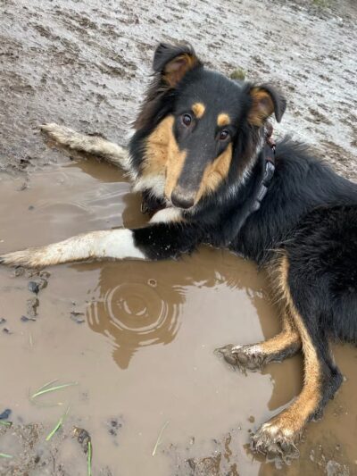 Lebanon Dog Park - Lebanon, OR