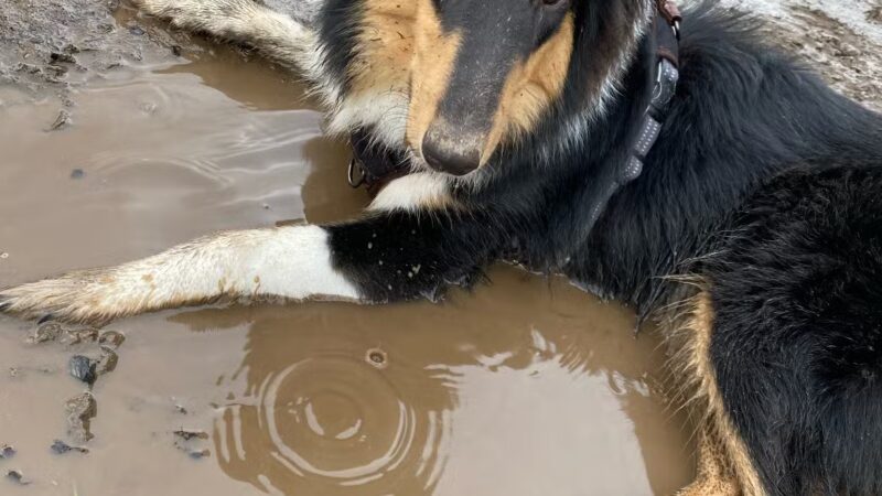 Lebanon Dog Park - Lebanon, OR