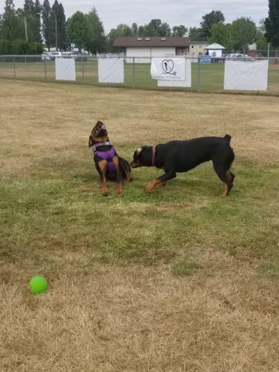 Lebanon Dog Park - Lebanon, OR