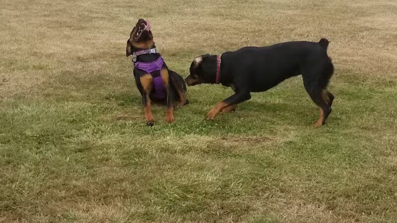 Lebanon Dog Park - Lebanon, OR