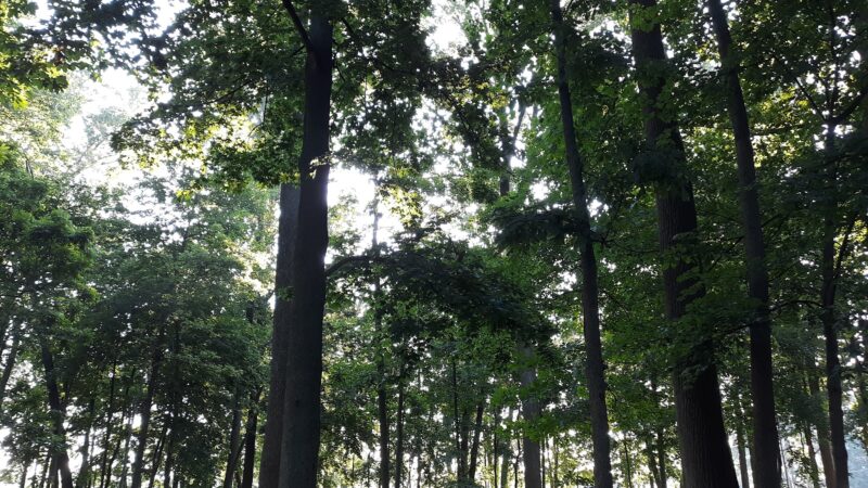 Gloninger Woods Park - Lebanon, PA