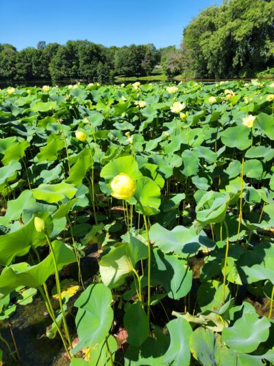 Stoever's Dam Park - Lebanon, PA