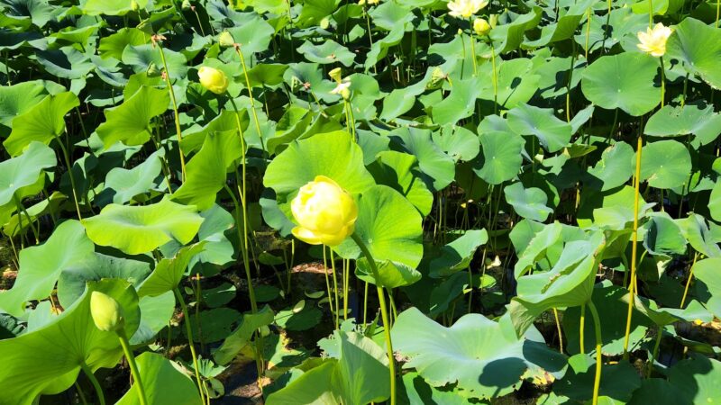 Stoever's Dam Park - Lebanon, PA