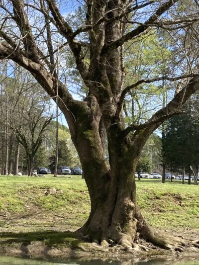 Leeds City Park - Leeds, AL