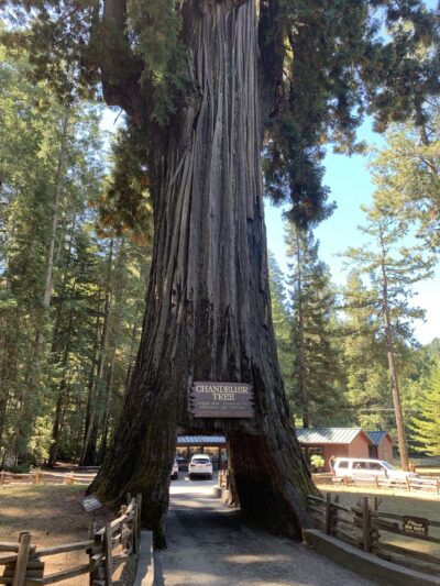 Drive-Thru Tree Park Leggett - Leggett, CA