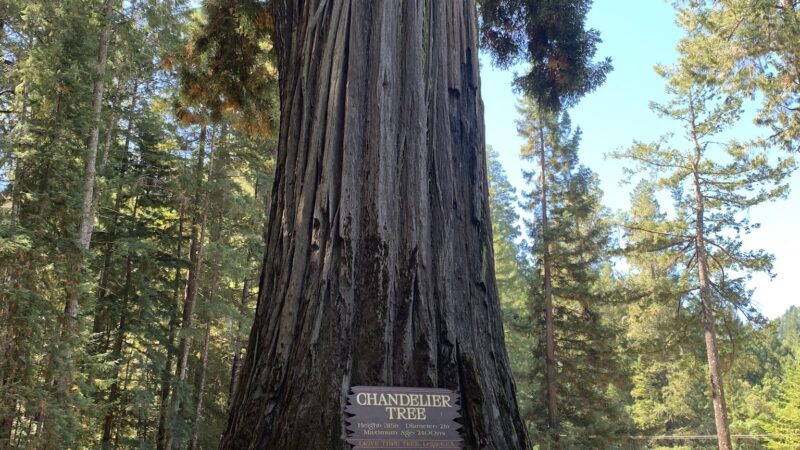 Drive-Thru Tree Park Leggett - Leggett, CA