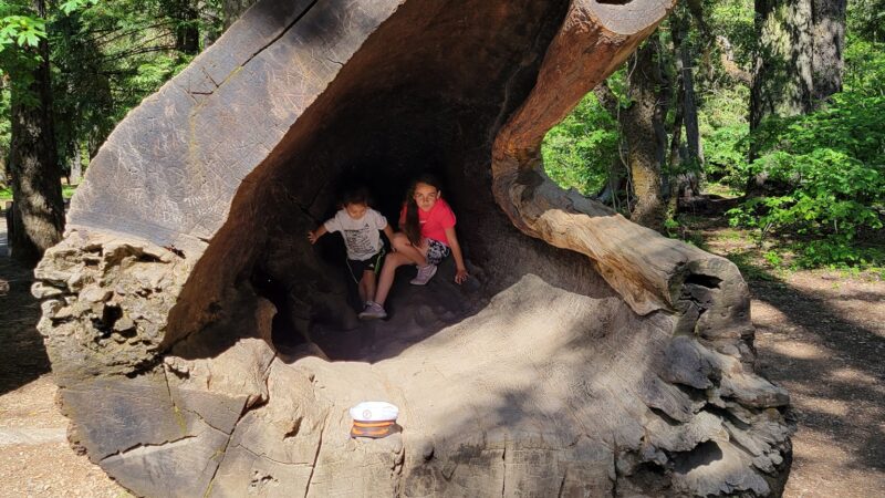 Drive-Thru Tree Park Leggett - Leggett, CA