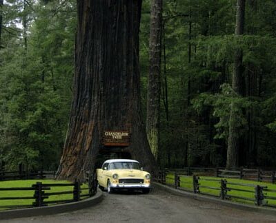 Drive-Thru Tree Park Leggett - Leggett, CA