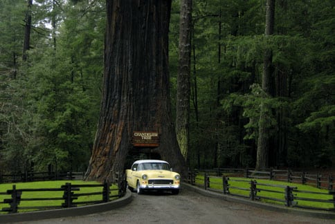 Drive-Thru Tree Park Leggett - Leggett, CA