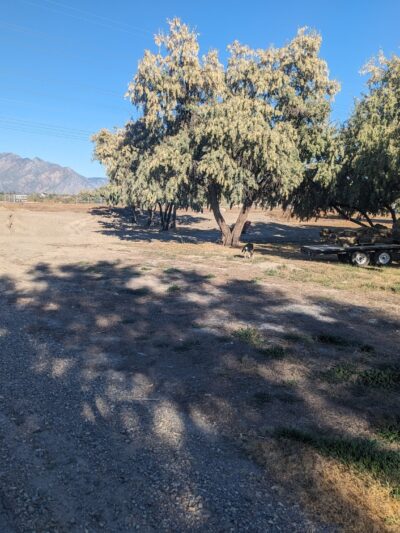 Dog Park at Willow Park - Lehi, UT