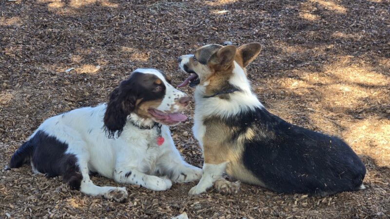 Dog Park at Willow Park - Lehi, UT
