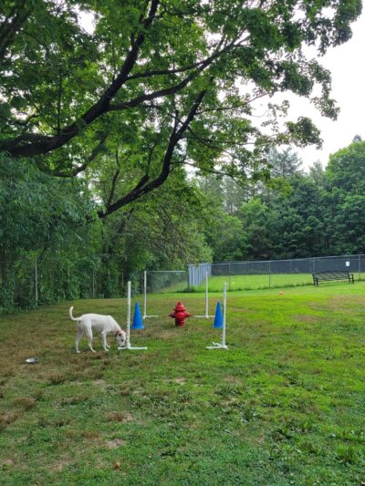 Leicester Bark Park - Leicester, MA