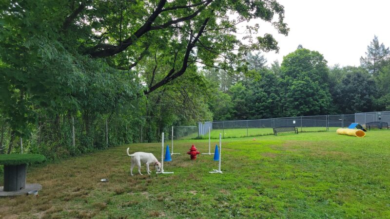 Leicester Bark Park - Leicester, MA
