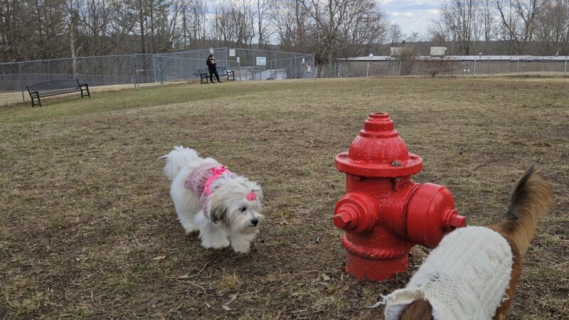 Leicester Bark Park - Leicester, MA