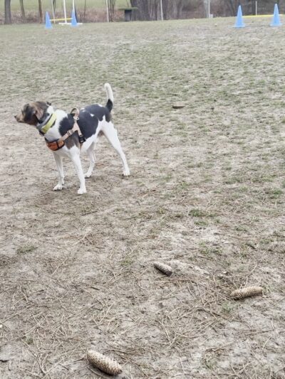Leicester Bark Park - Leicester, MA